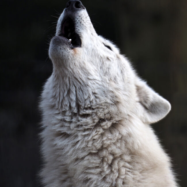 White wolf howling