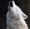 White wolf howling