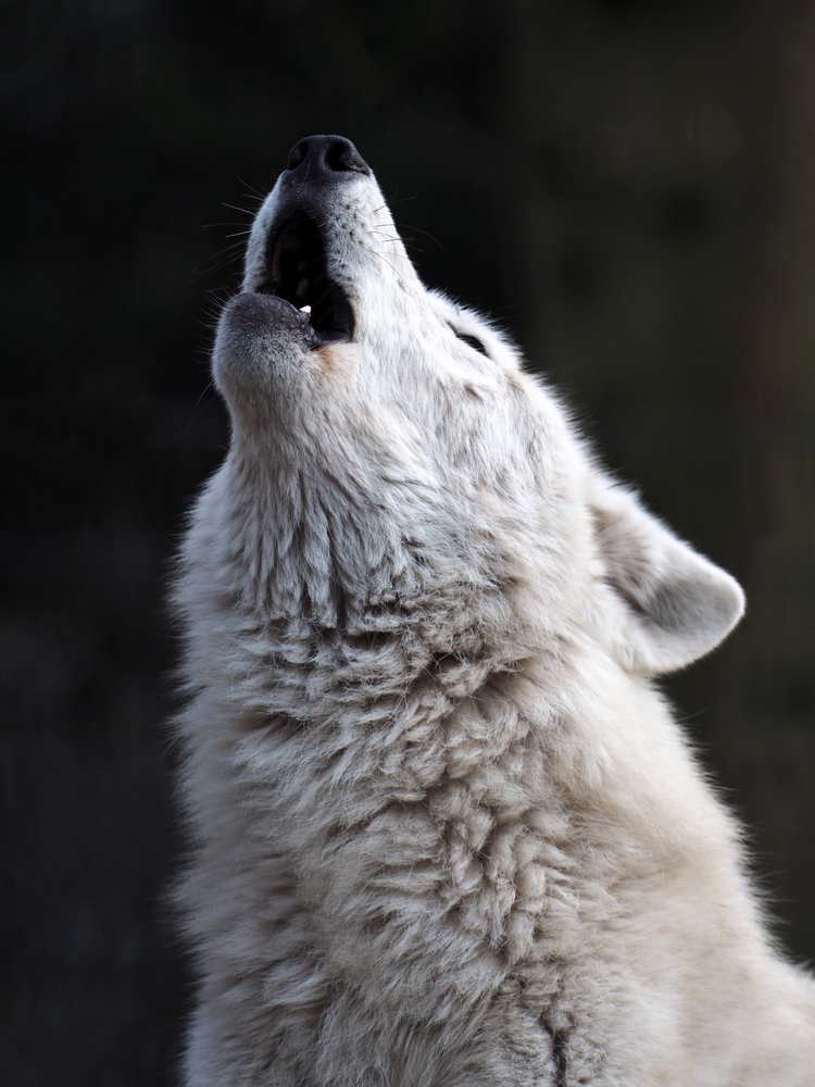 White wolf howling